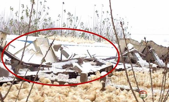 莒縣大雪鴨場損失300萬，天災(zāi)人禍誰來償