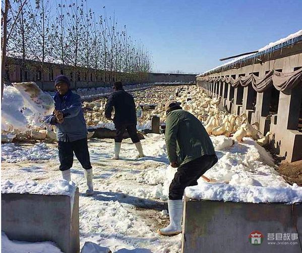 莒縣大雪鴨場損失300萬，天災(zāi)人禍誰來償