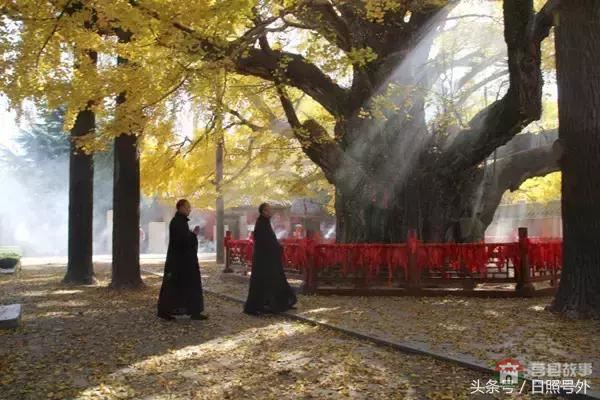 一個(gè)傳說(shuō)故事，保護(hù)了莒縣千年銀杏到現(xiàn)在！