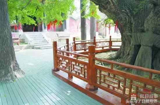 一個(gè)傳說(shuō)故事，保護(hù)了莒縣千年銀杏到現(xiàn)在！