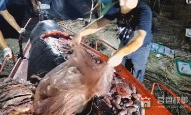 “逼瘋”上海人的垃圾分類背后，藏著中國人不知道的殘忍真相